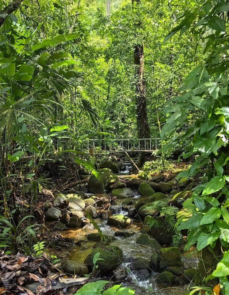 Bridge over stream in forest